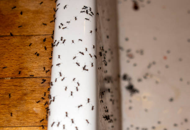 Best Local Pest Control Services  in Detroit Lakes, MN