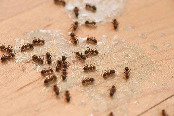 Detroit Lakes, MN Pest Control Company