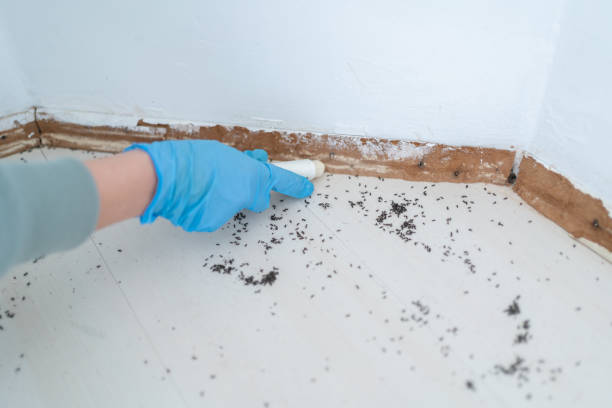 Best Wasp Removal Services  in Detroit Lakes, MN